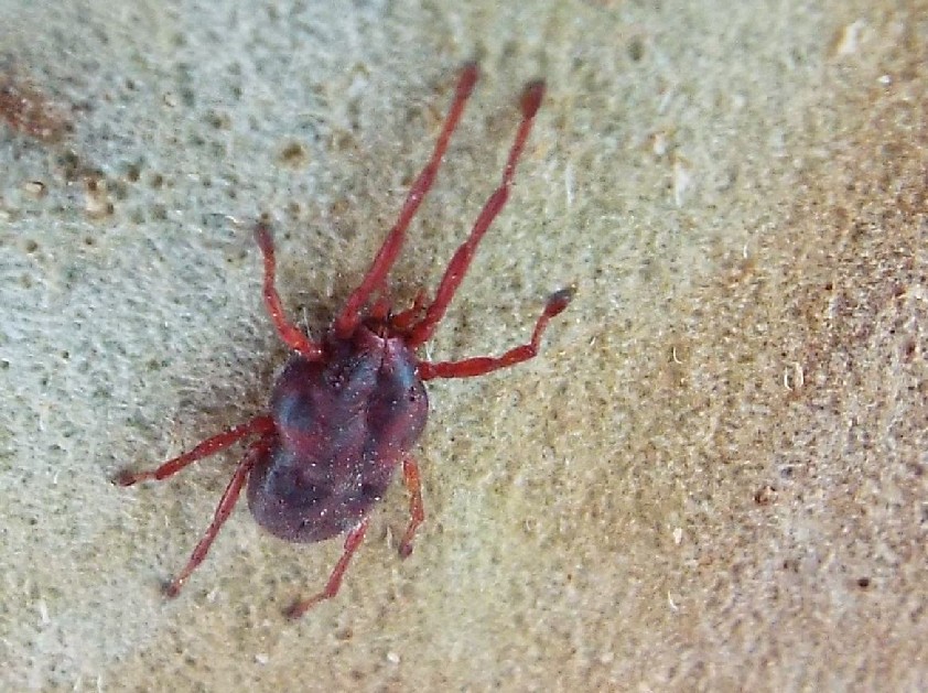 Acaro australiano: probabile famiglia Erythraeidae
